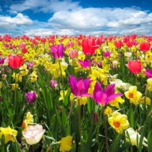 Primavera