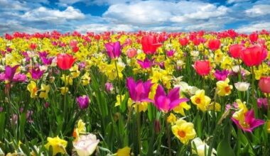 Primavera
